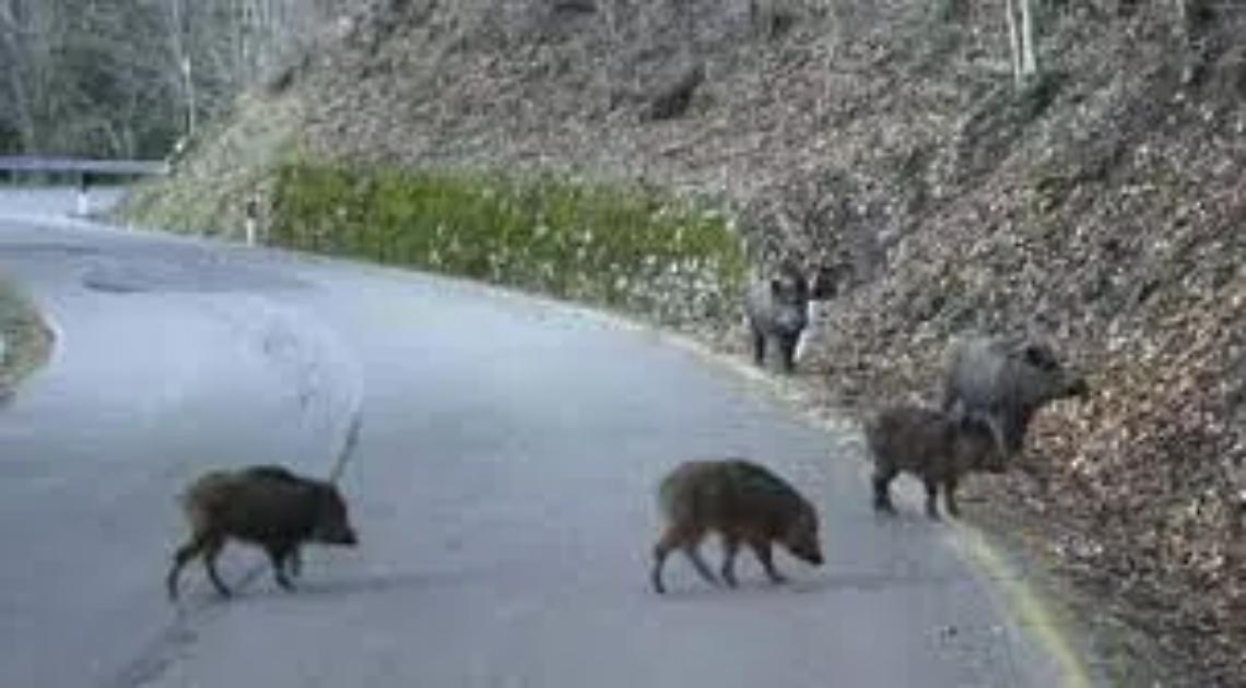 Torna l&rsquo;allarme cinghiali e maiali selvatici nei territori di Tolfa e Allumiere