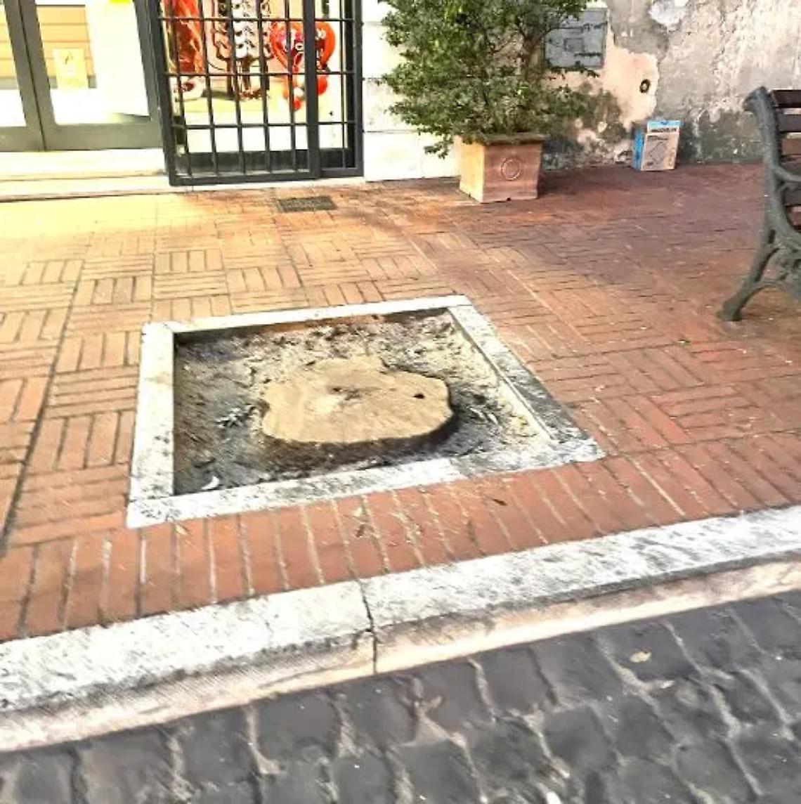 &laquo;Viale Garibaldi, passeggiata stravolta: gli alberi tagliati vengano sostituiti immediatamente&raquo;