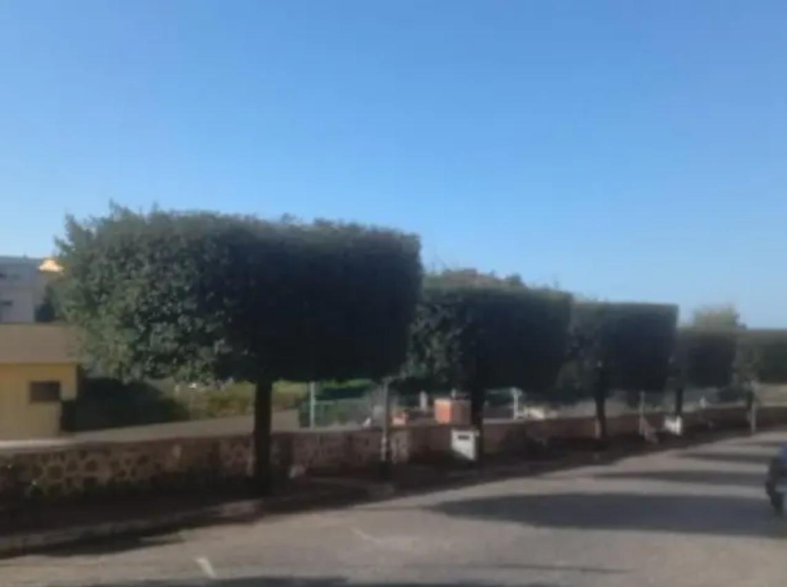 Montalto, alberi a viale Garibaldi Socciarelli: &laquo;Dalla perizia agro-forestale confermate infezioni diffuse per gran parte delle piante&raquo;