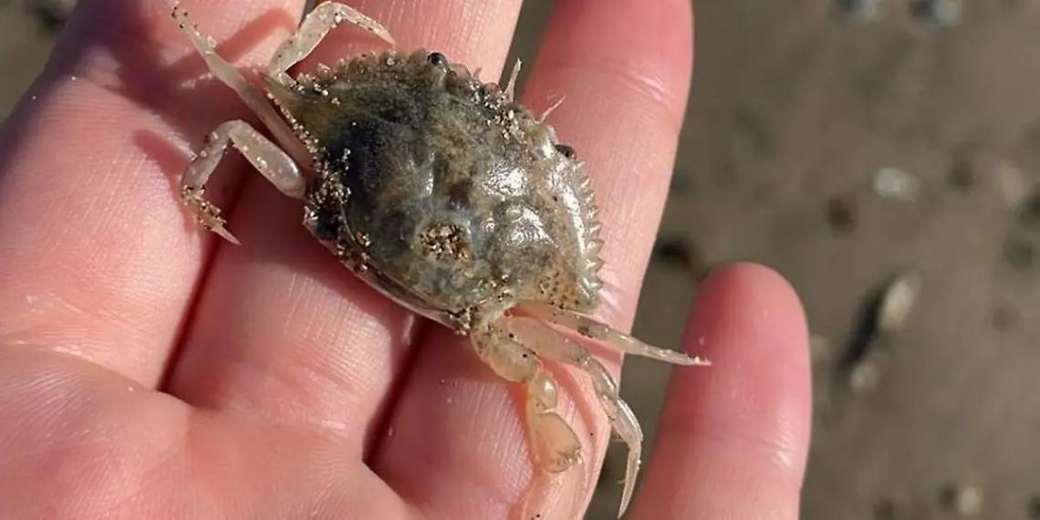 A Torre Flavia spunta il primo baby granchio blu