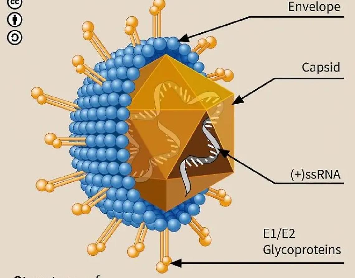 Epatite C, a disposizione il programma di screening