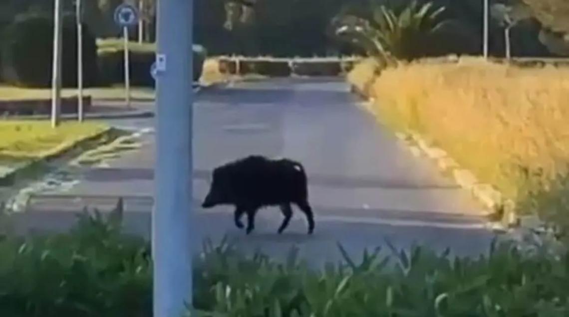 Troppi cinghiali: rischio incidenti