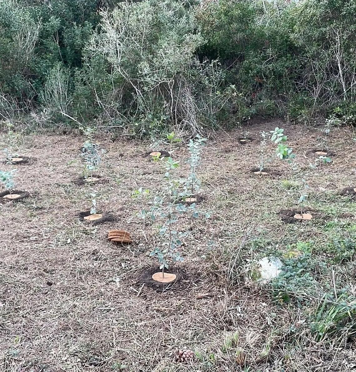 Nuovi alberi al bosco di Palo grazie al Life Primed