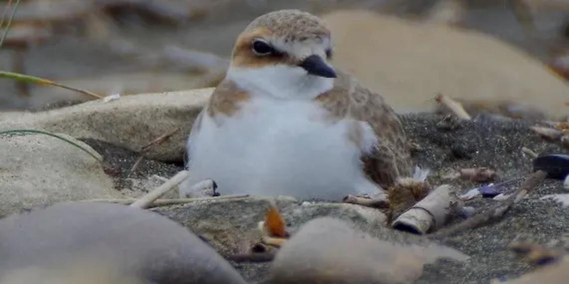 Torre Flavia: stop agli amici a 4 zampe