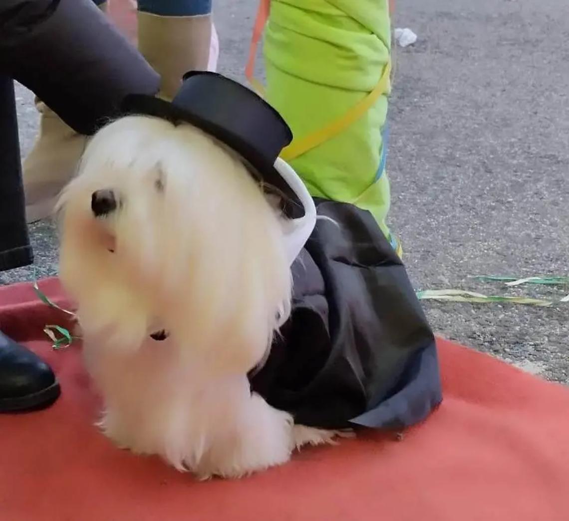 Il carnevale &ldquo;contagia&rdquo; anche gli amici a quattro zampe