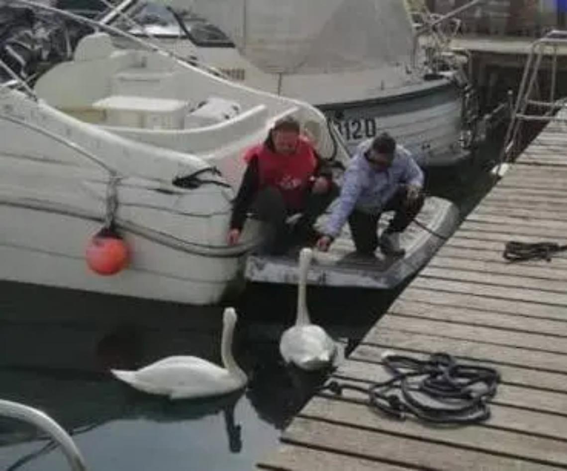 Un esemplare di cigno reale soccorso sul litorale: aveva un amo nel becco