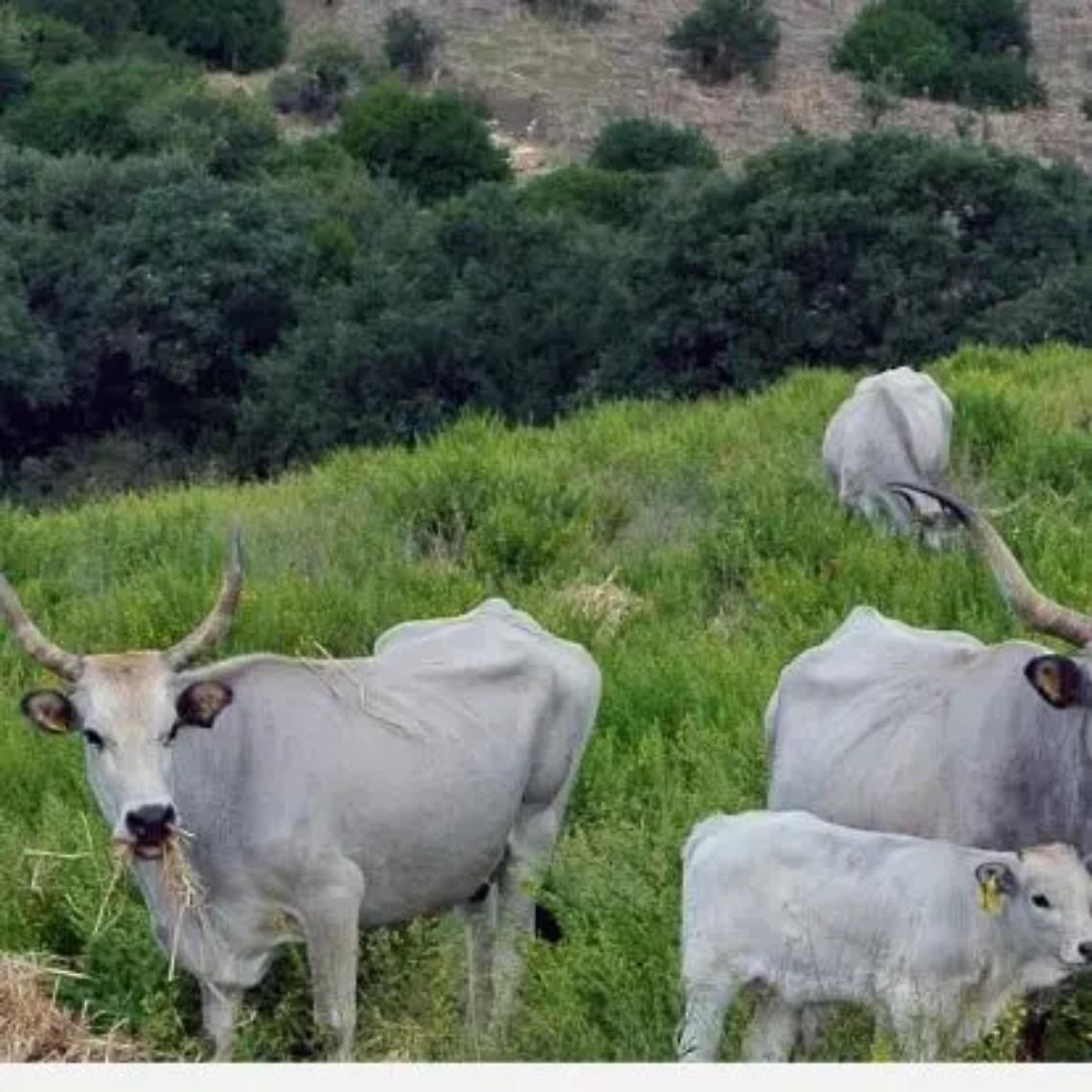 &laquo;Life Grace, l&rsquo;Agraria di Allumierediserta l&rsquo;incontro: molto grave&raquo;