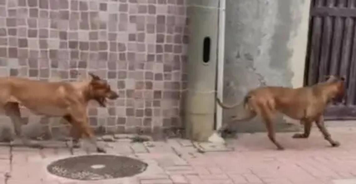 Pitbull seminano il panico sul litorale