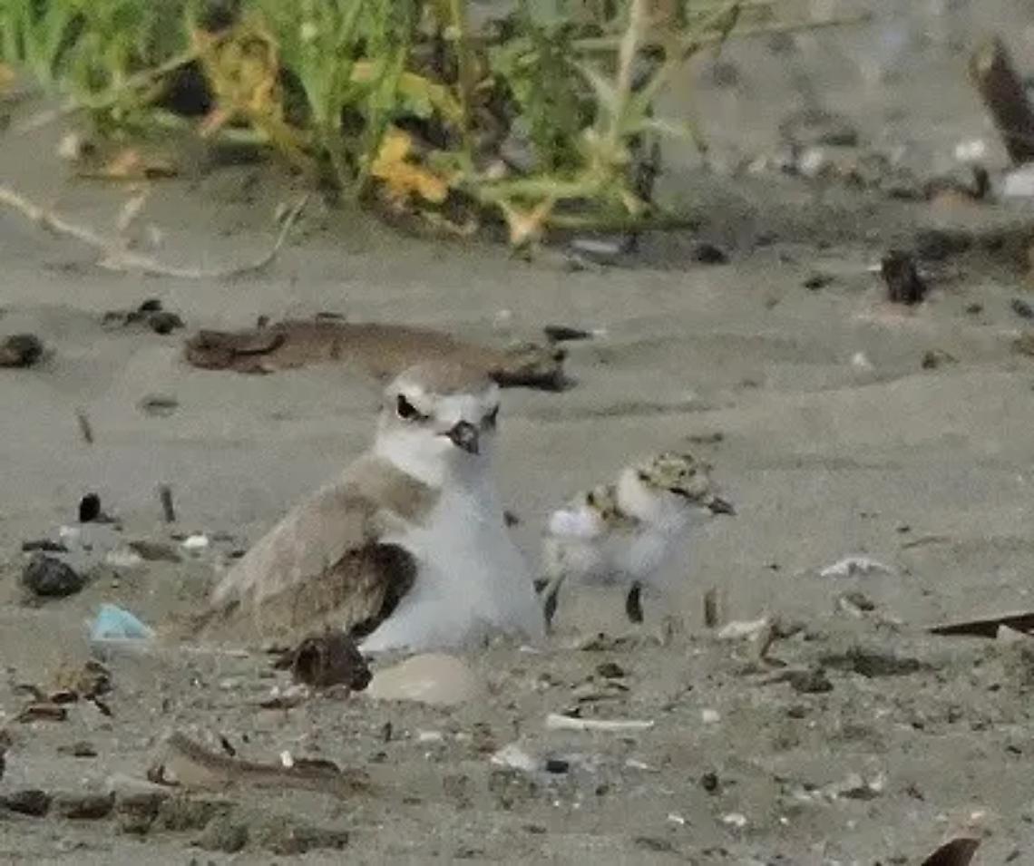 No ai cani in spiaggia per salvare i fratini