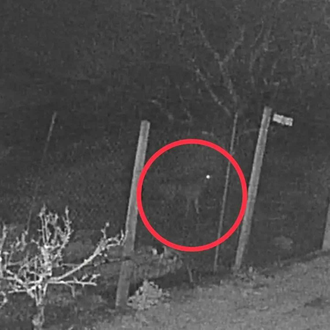 Pecore sbranate dai lupi