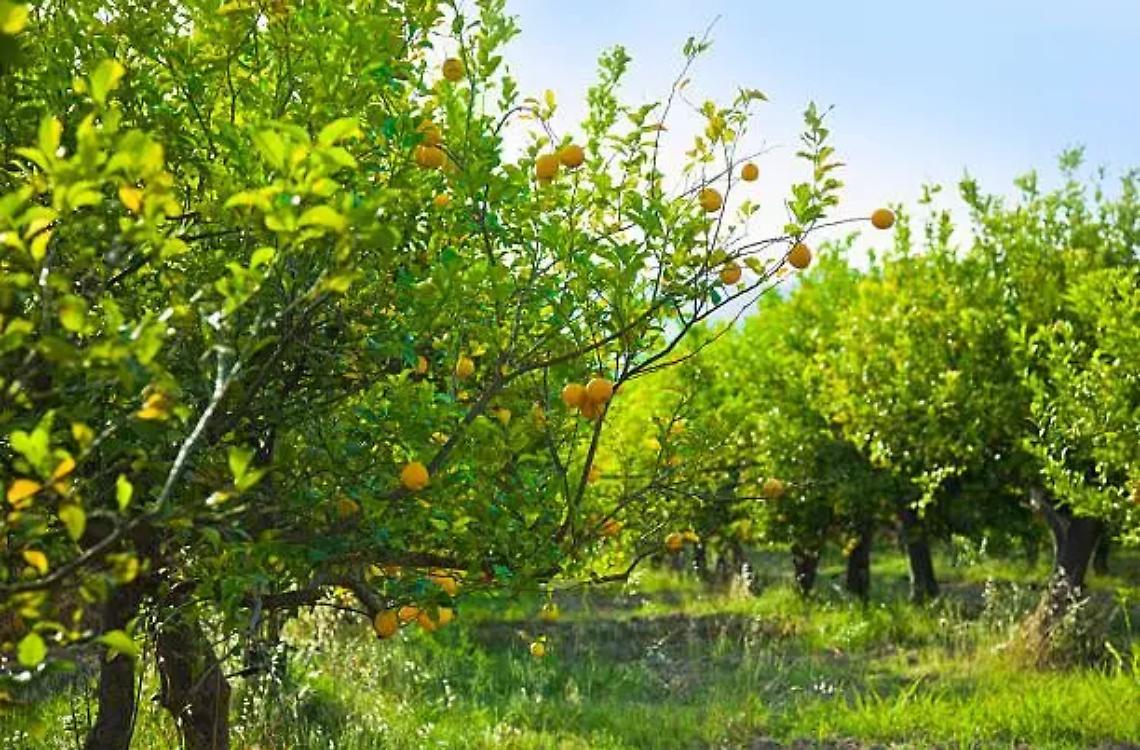 Santa Marinella, partono i lavori nei terreni per realizzare la limonaia