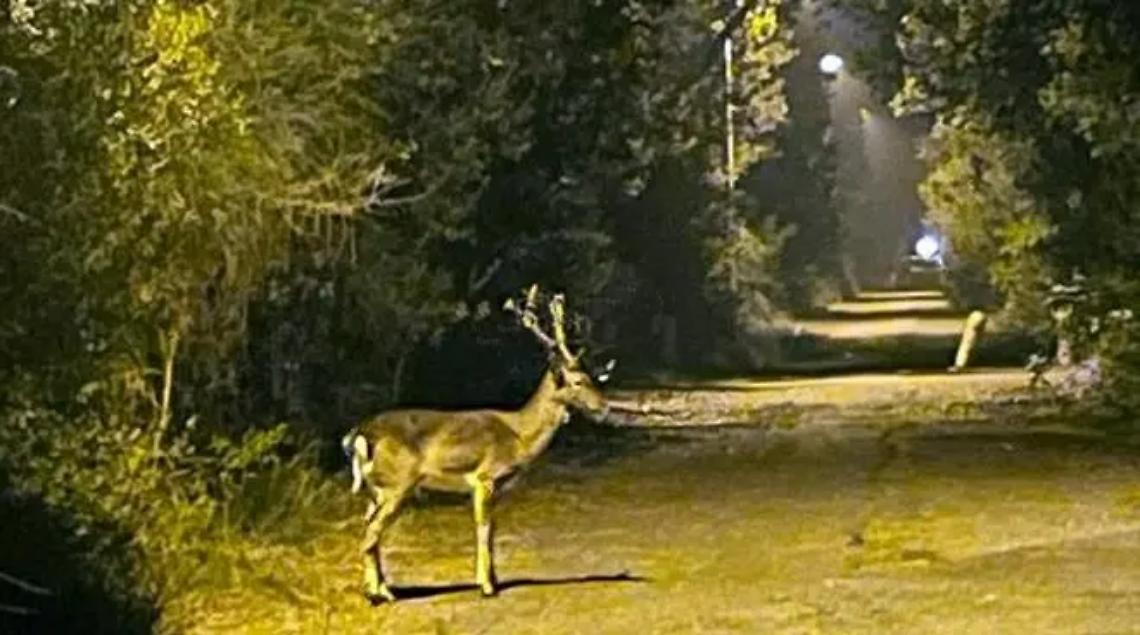 Invasione di daini a Fregene: danni alla Riserva statale del litorale