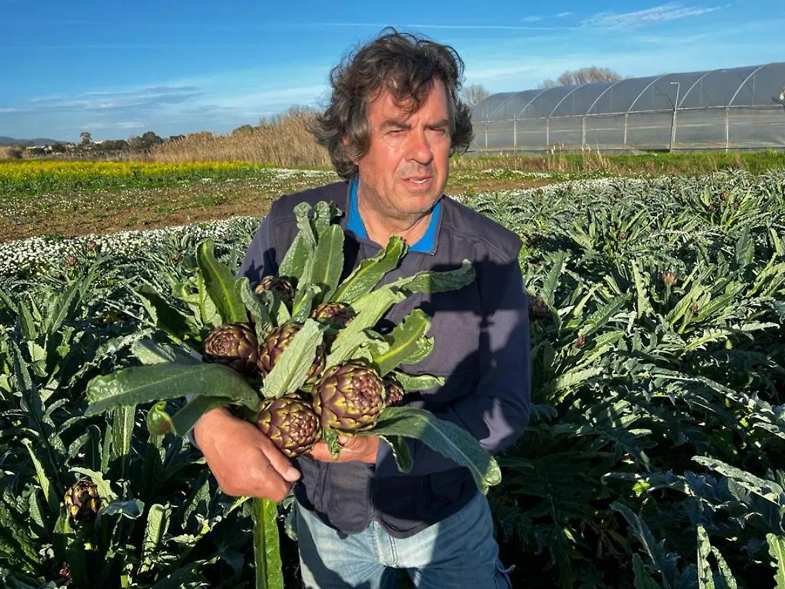 Ladri di carciofi scatenati: spariscono mille piante