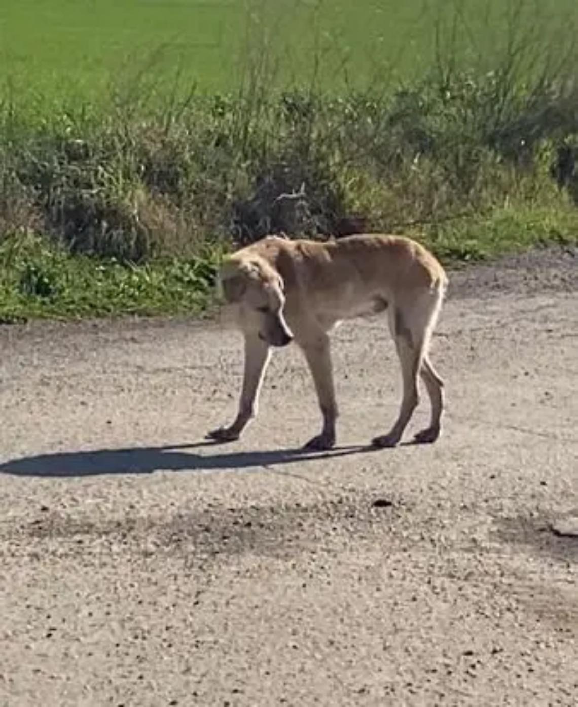 &laquo;Aiutateci a trovare una famiglia per Tenace&raquo;