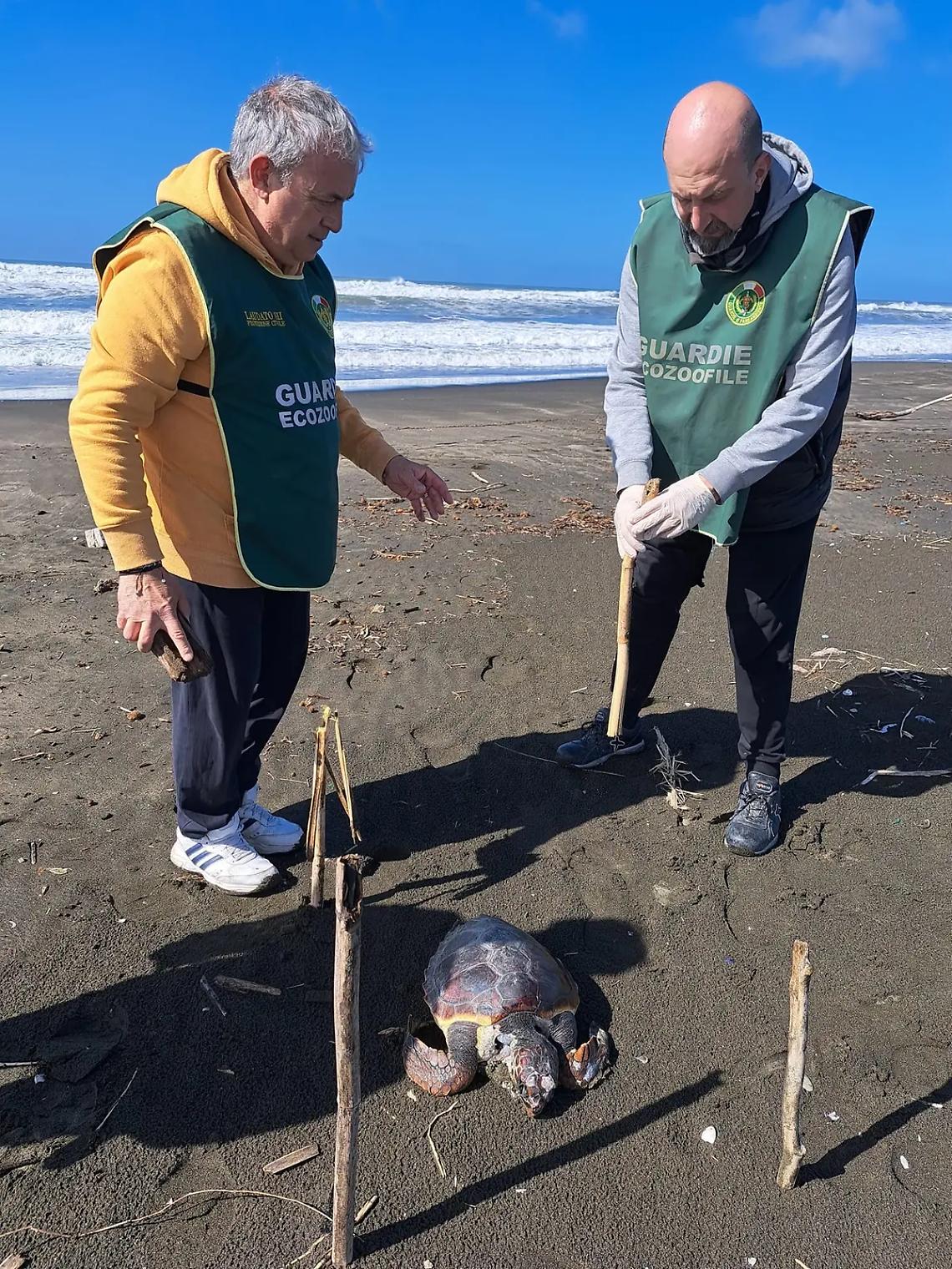 Tartaruga trovata morta in spiaggia