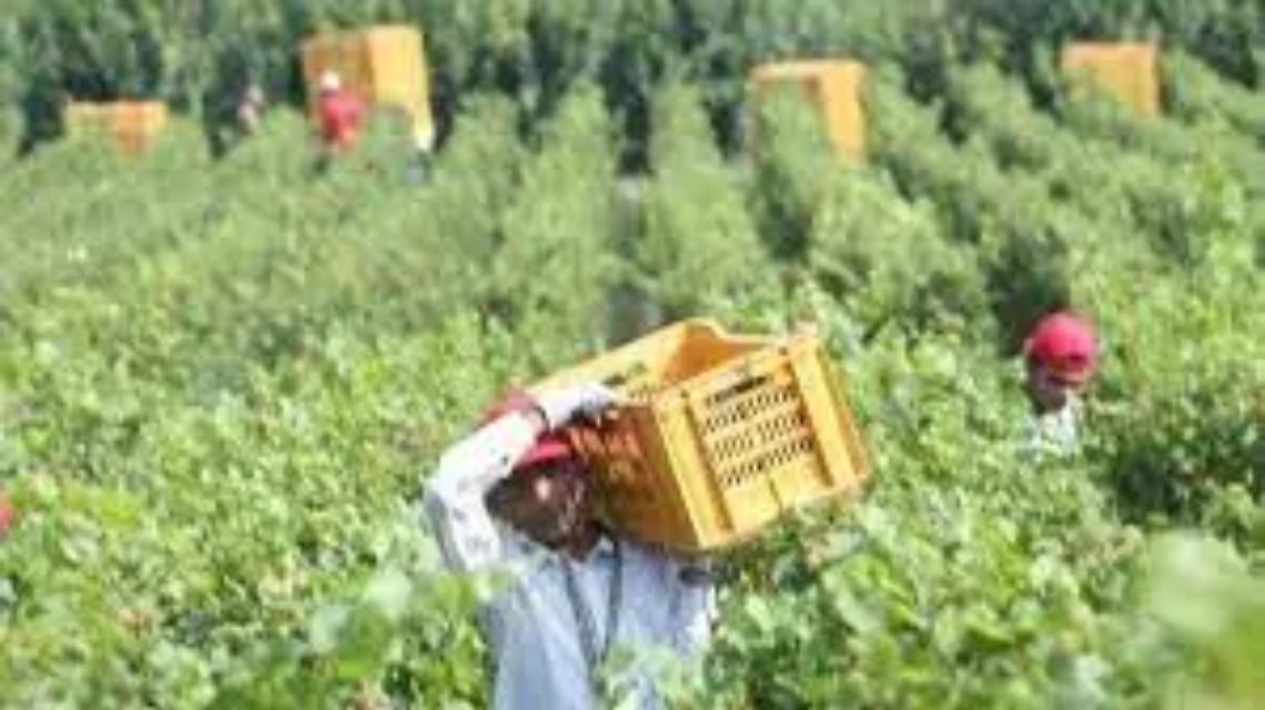 &laquo;Raccogliamo poco e le riserve economiche sono allo stremo&raquo;