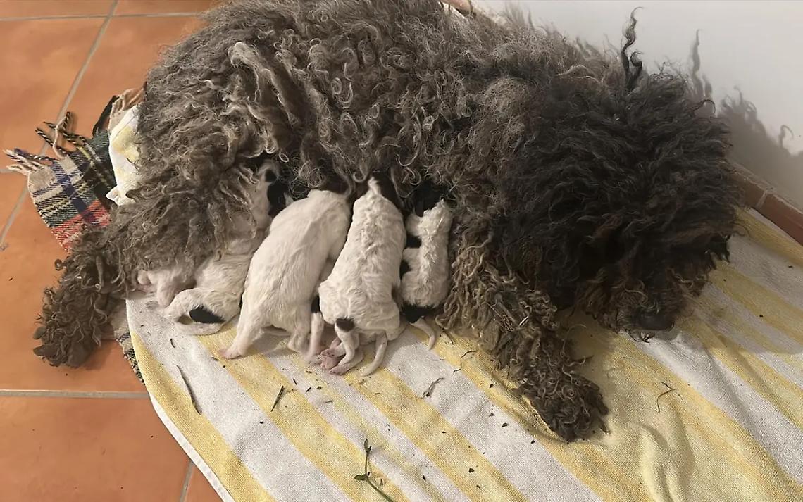 Nascono otto cuccioli: sorpresa nel giardino