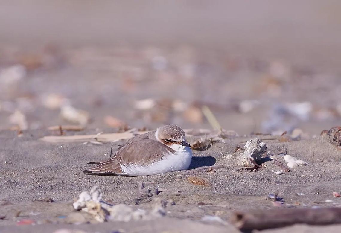 Uova deposte a Torre Flavia, i fratini giocano d&rsquo;anticipo
