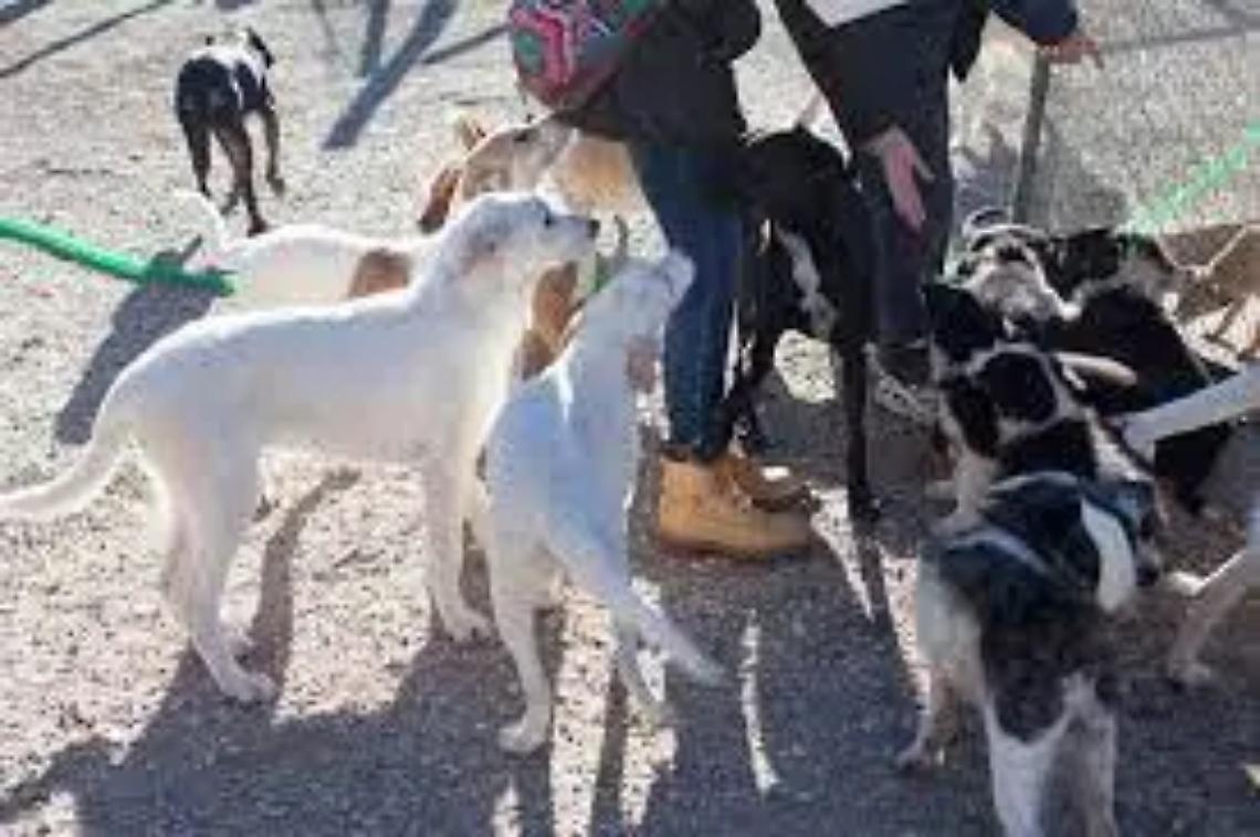 &laquo;Licenziati sei lavoratori del canile di Bagnaia&raquo;