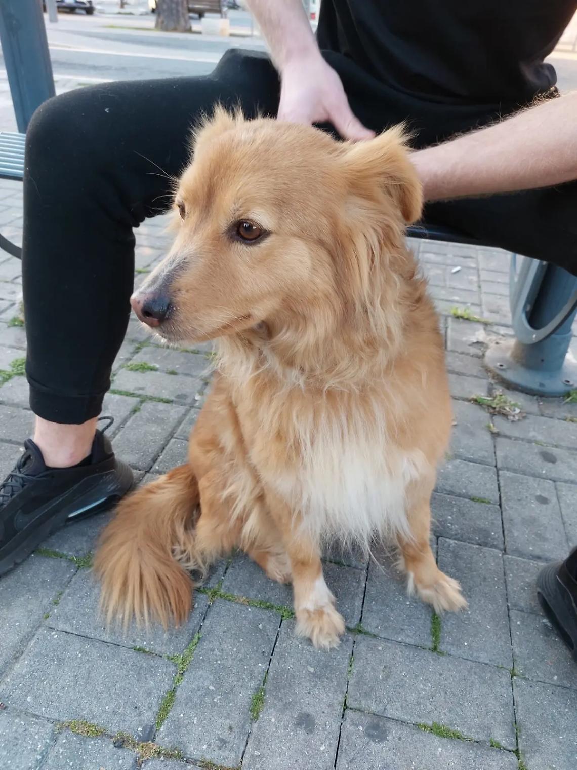 Ha un malore in stazione: il cane non lo lascia