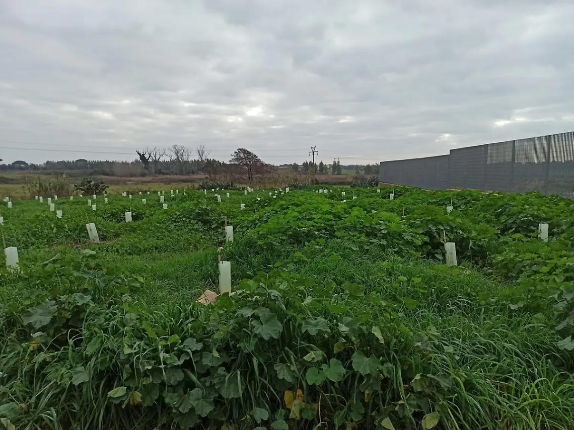 &laquo;Il futuro bosco nel degrado&raquo;