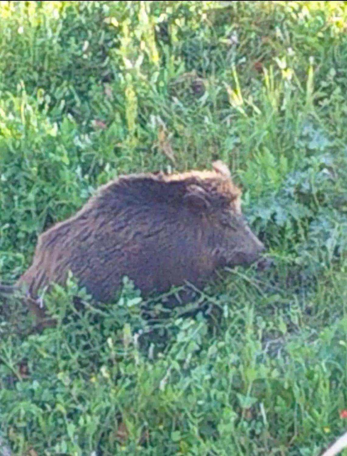 I cinghiali invadono il dog park