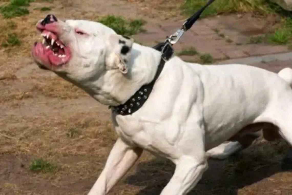 Cerca di accarezzarlo ma viene azzannato