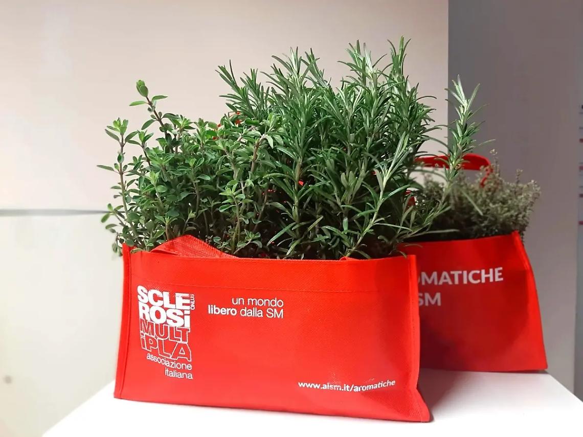 Tornano in piazza Aldo Moro le erbe aromatiche di Aism