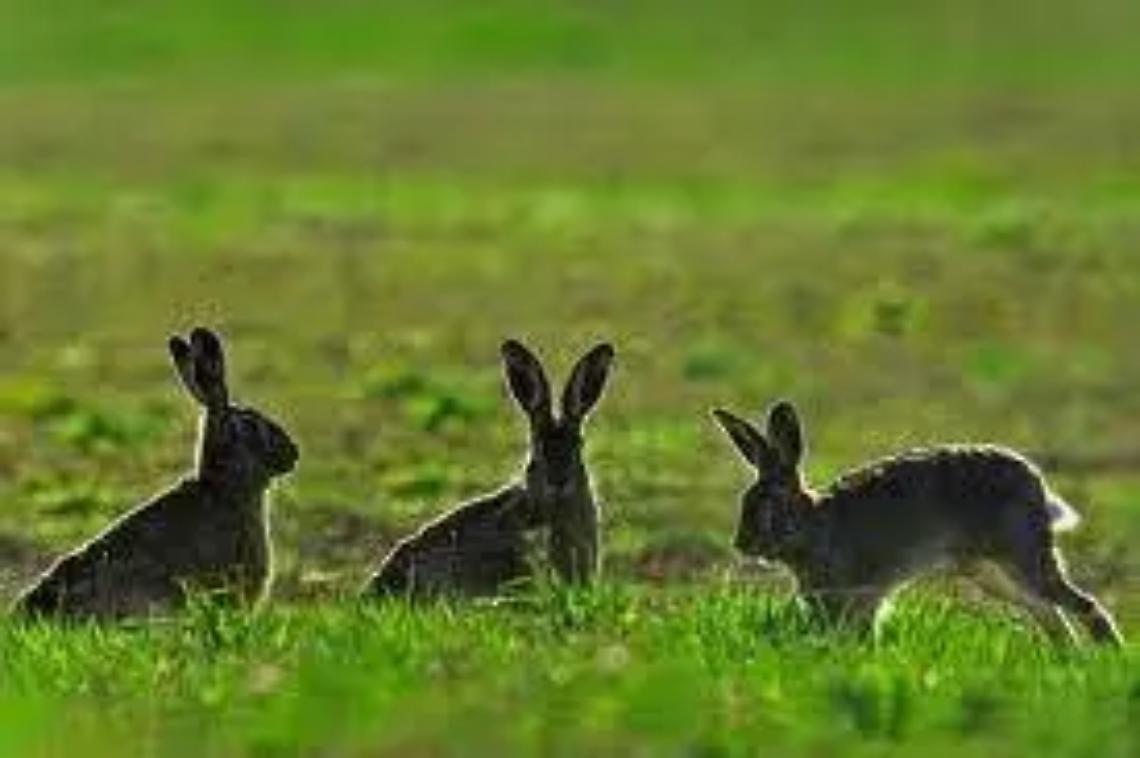 Al via il ripopolamento della fauna selvatica