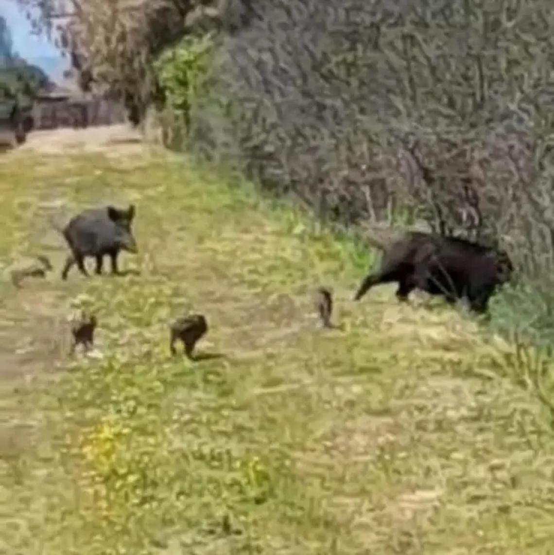 In spiaggia con i cinghiali