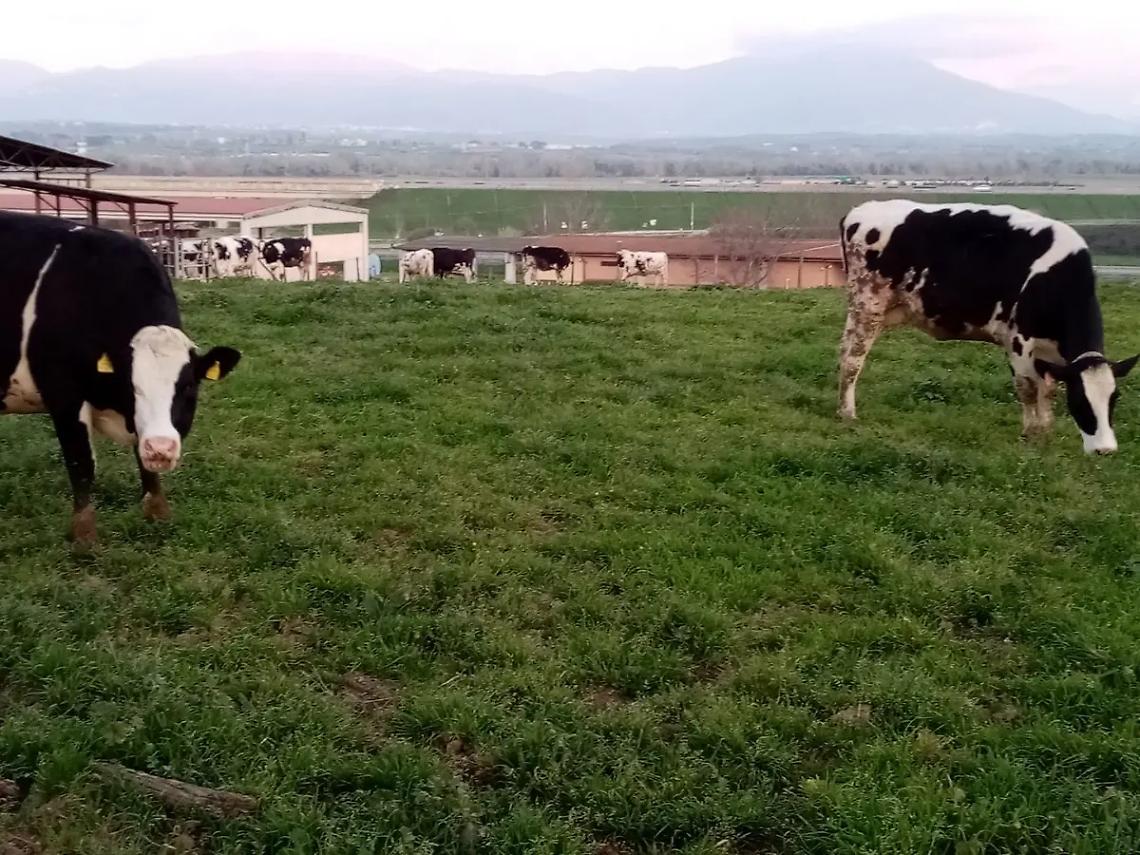 Crisi latte, stangata per gli allevatori