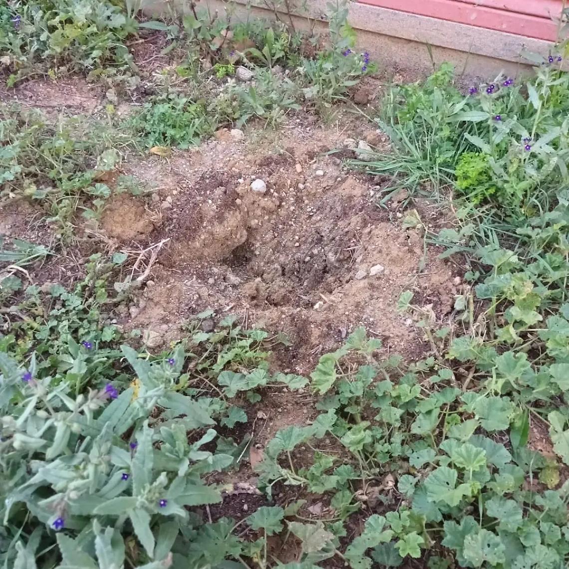 Centro di aggregazione giovanile: rubati alberi da frutto appena piantati