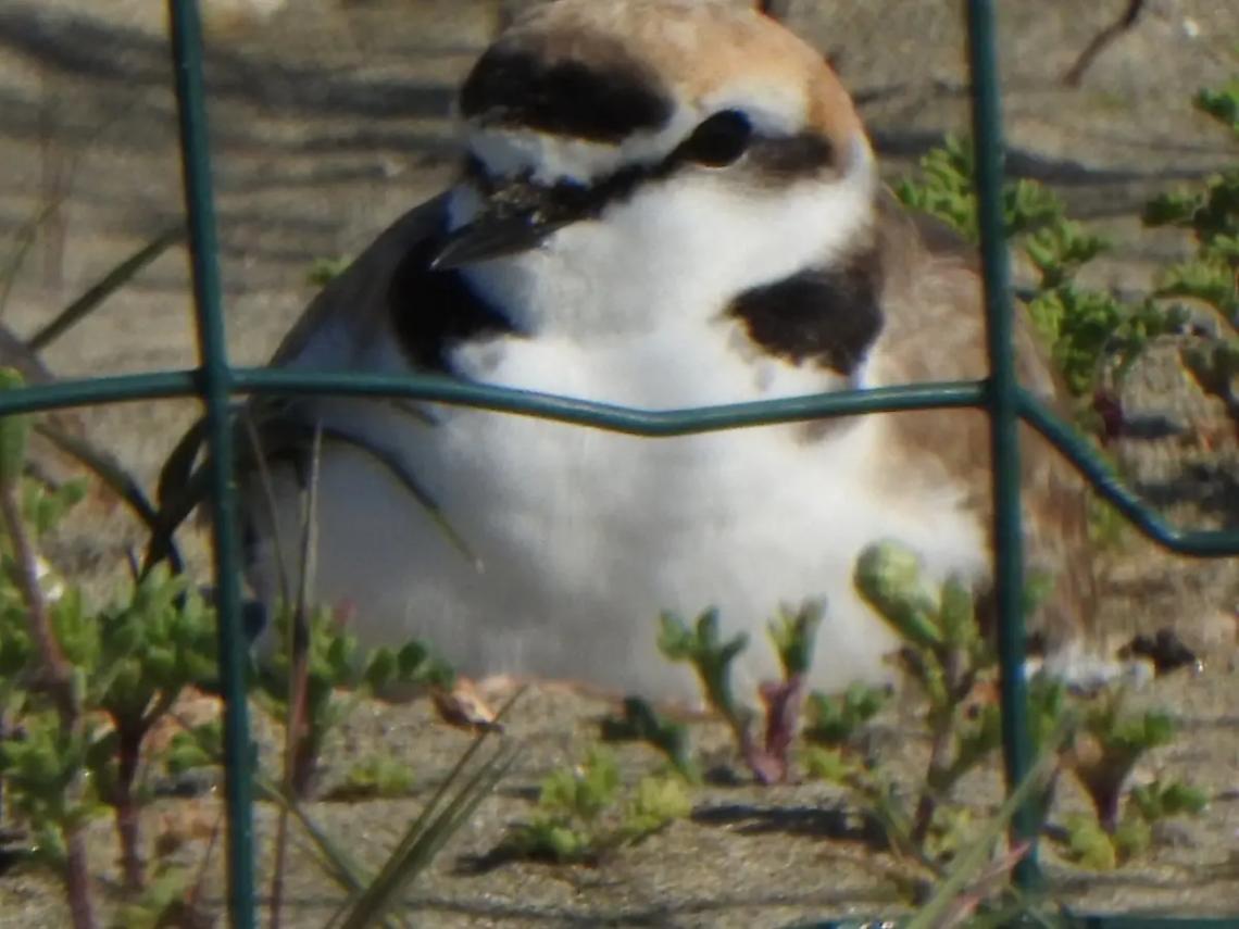 Baby fratini pronti a nascere in spiaggia