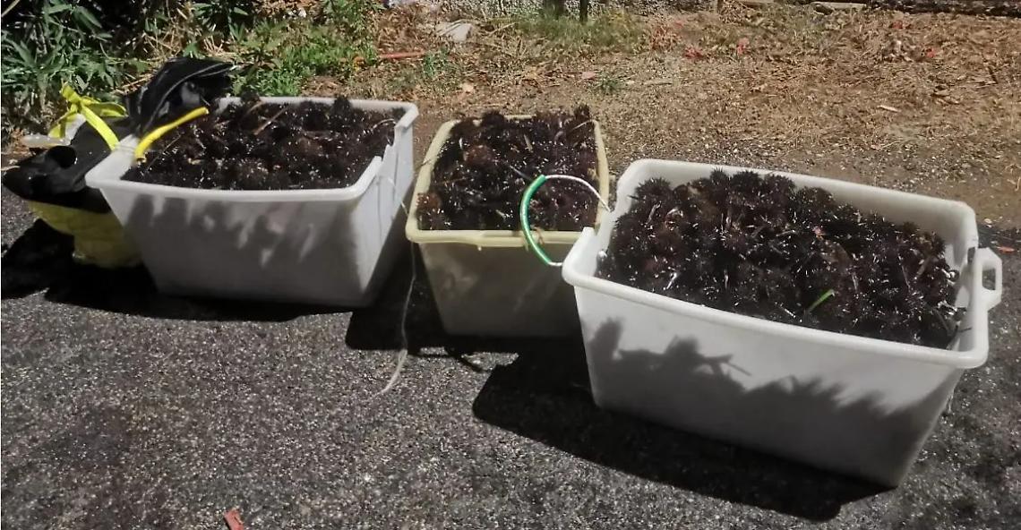 Da gioved&igrave; festa del riccio e del mare