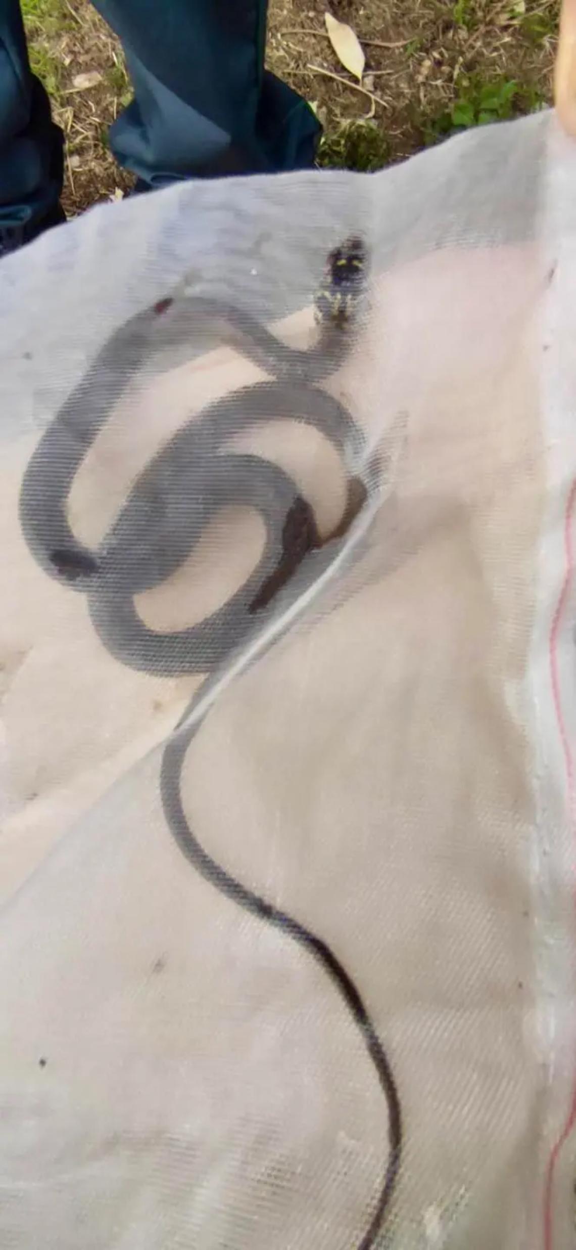 Invasione di serpenti: scatta il recupero delle zoofile