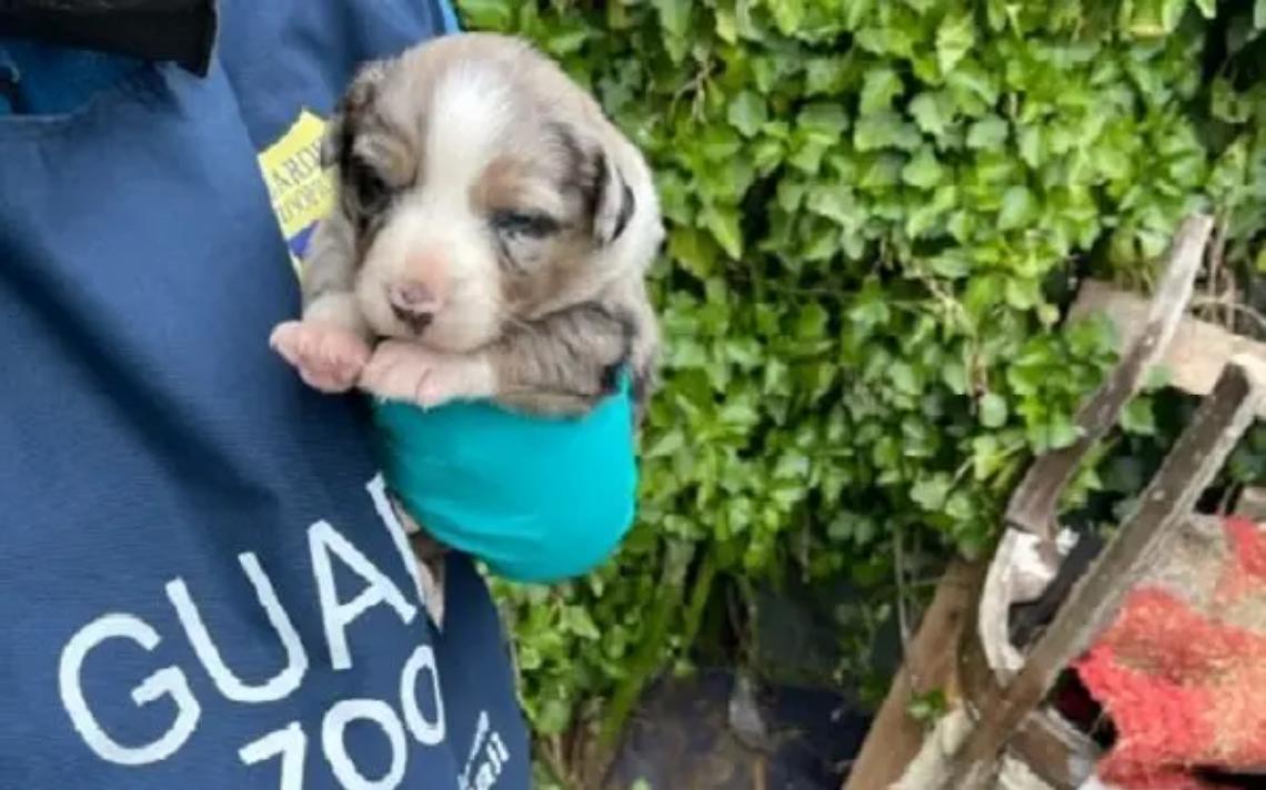 Tarquinia, sequestrati venti cani maltrattati: un indagato