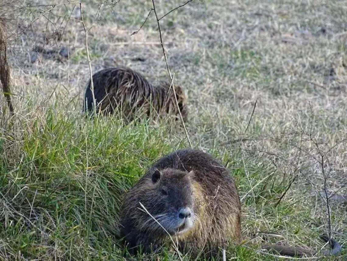 &laquo;Parassiti nelle feci delle nutrie&raquo;. L&rsquo;allarme lanciato a Torre Flavia
