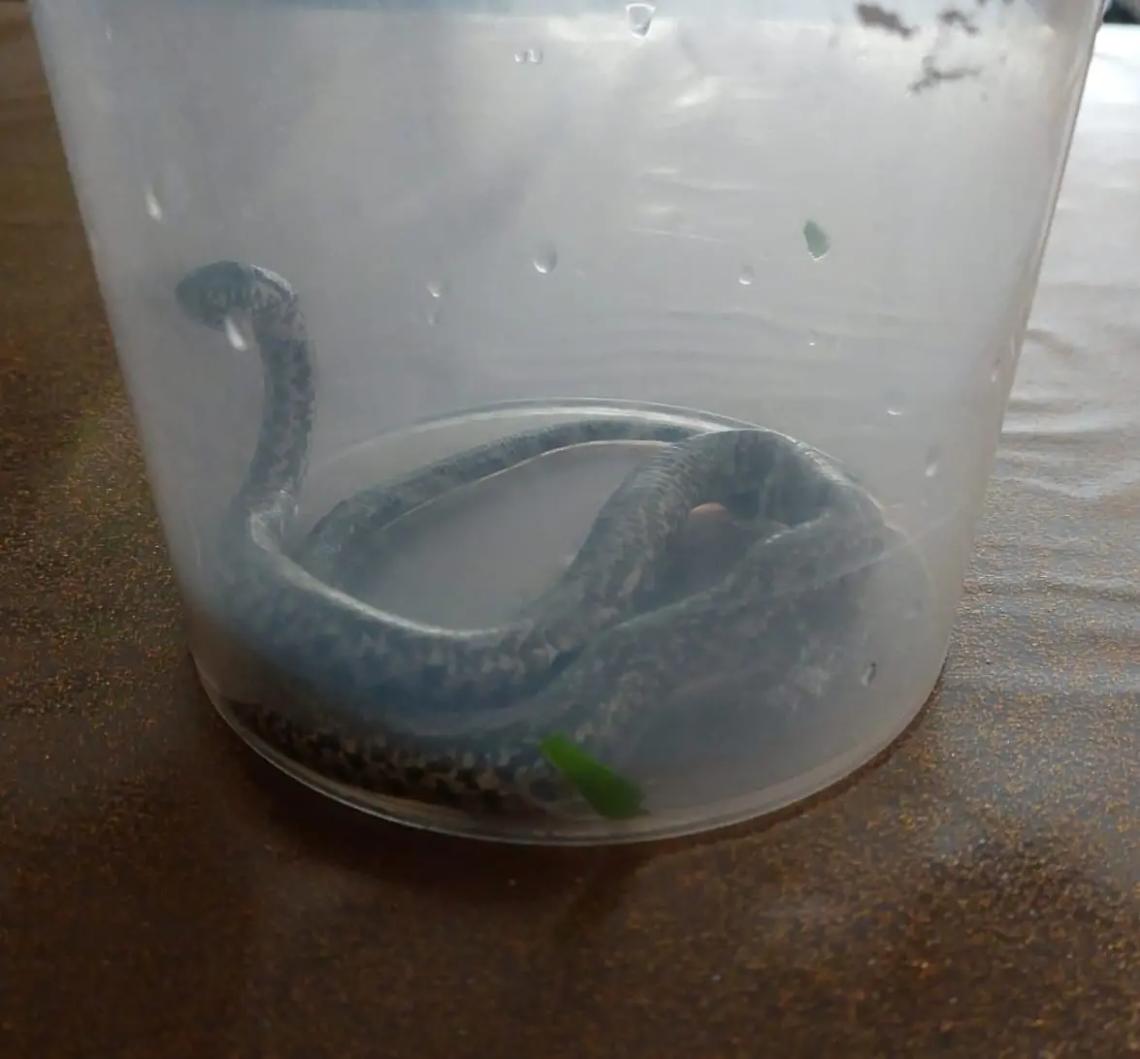 Serpente entra in casa: paura in via Odescalchi