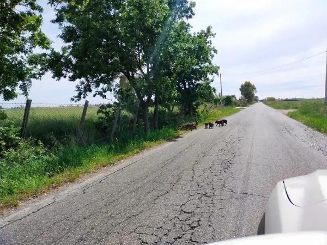 Lupi e cinghiali: ora &egrave; allarme