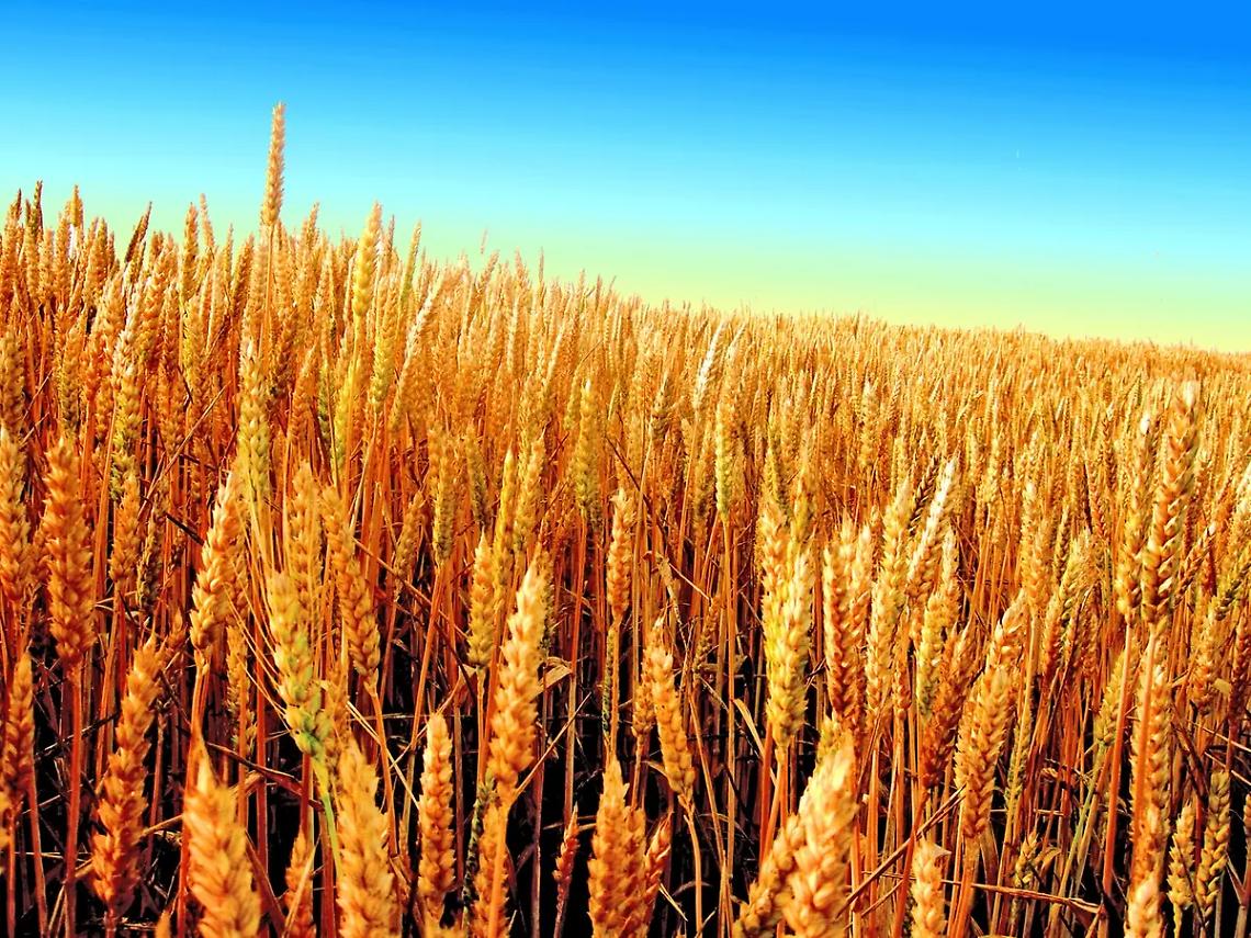 &laquo;Cereali: prezzo il calo, la Tuscia rischia perdite&raquo;