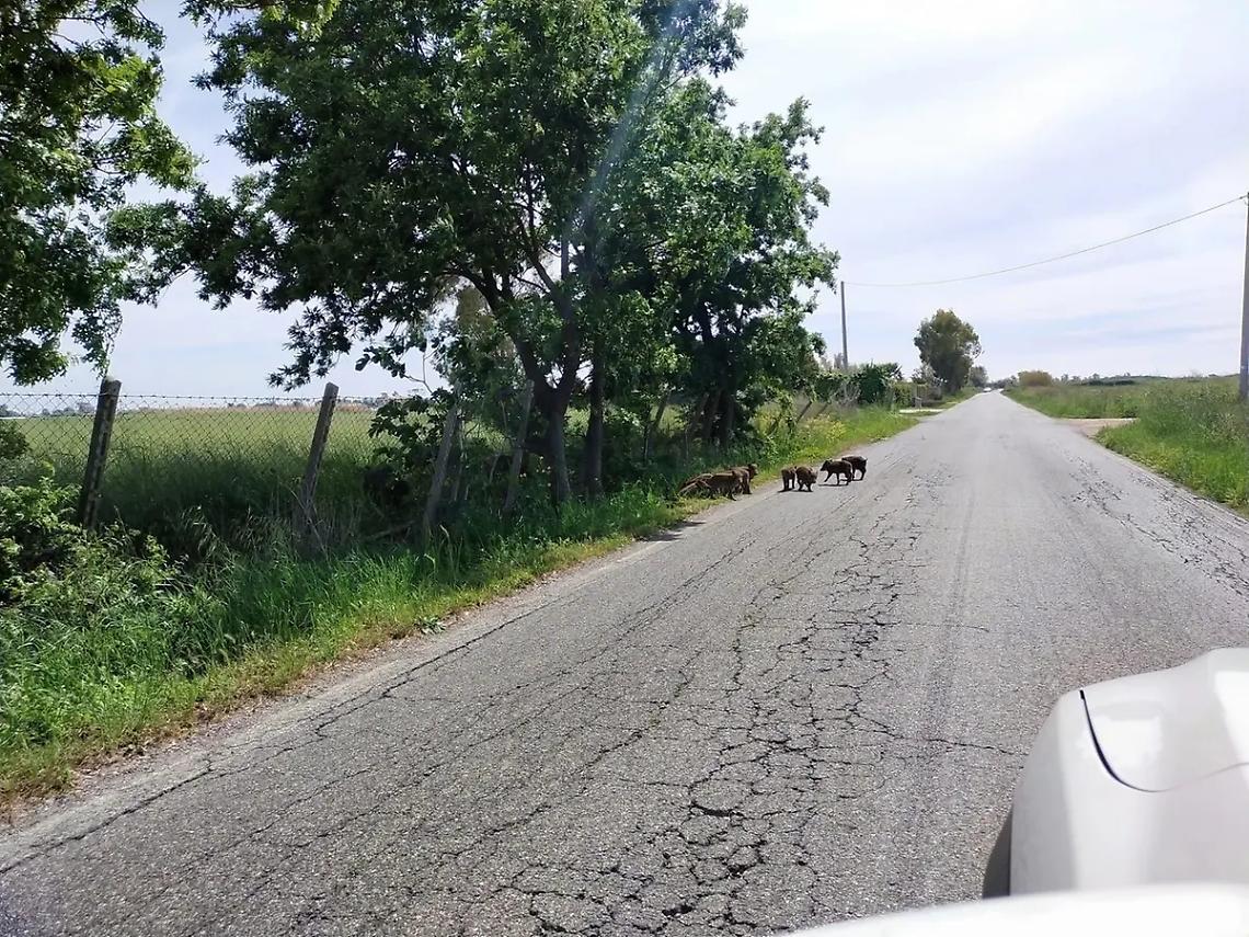 Cinghiali &ldquo;sorvegliati&rdquo; speciali