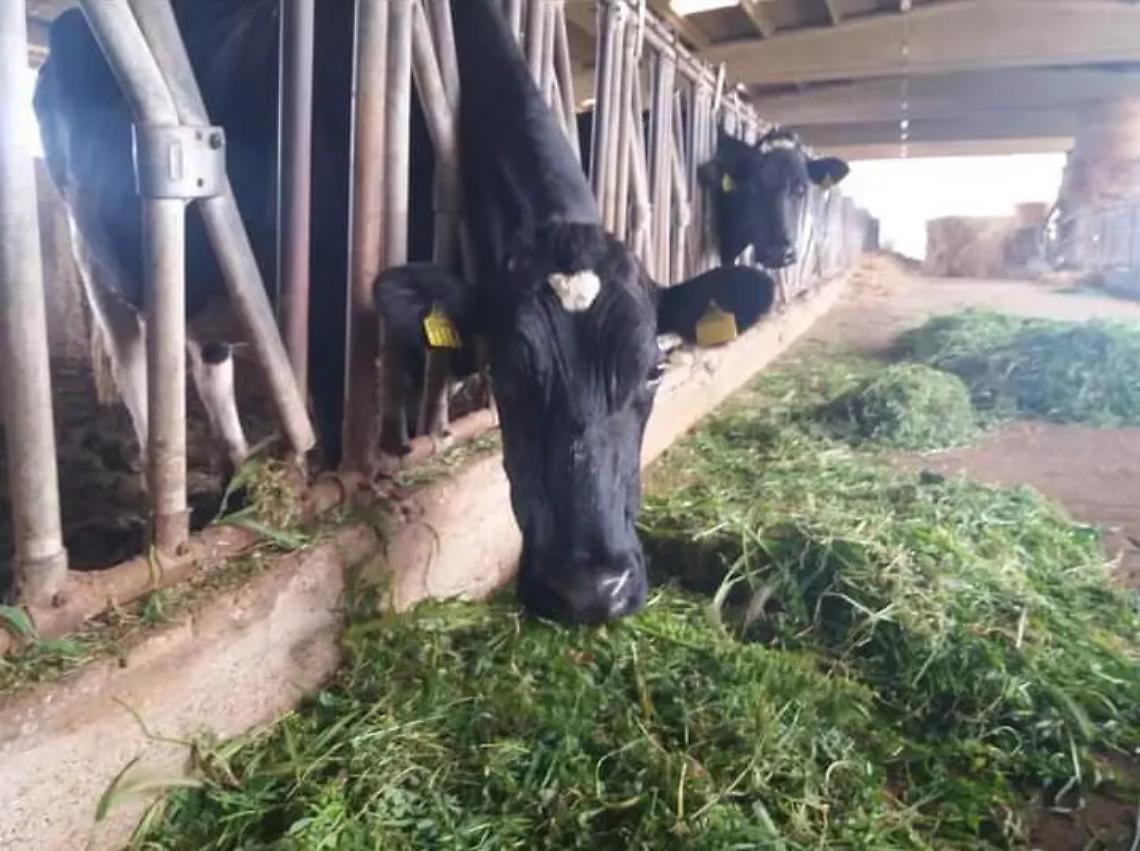 Latte, i produttori non piegano la testa