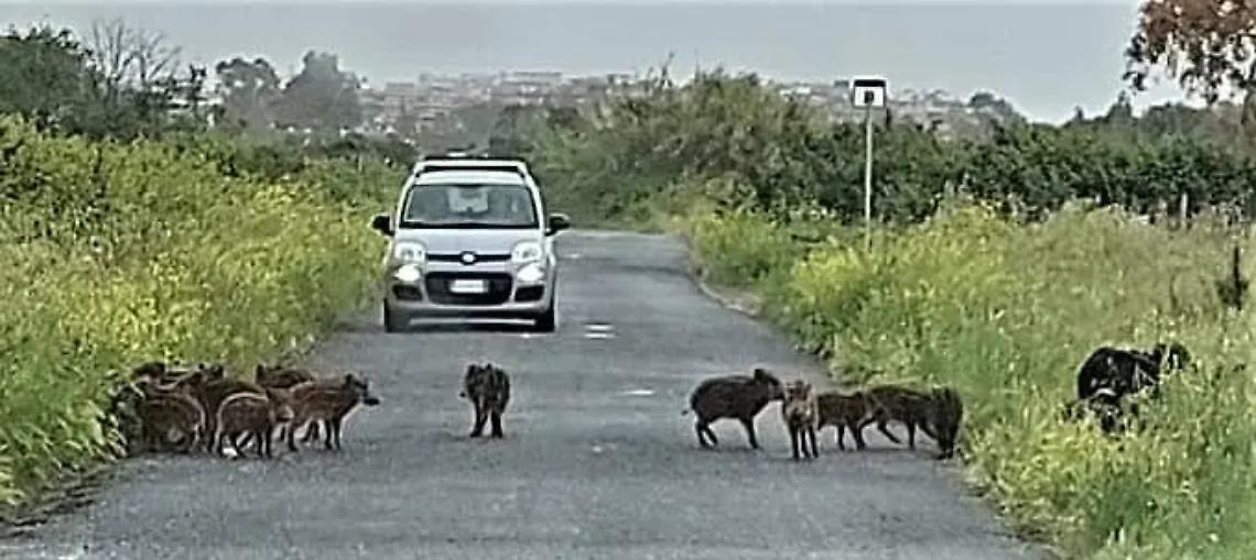 Ora i cinghiali bloccano le strade. Frazione in bal&igrave;a degli ungulati
