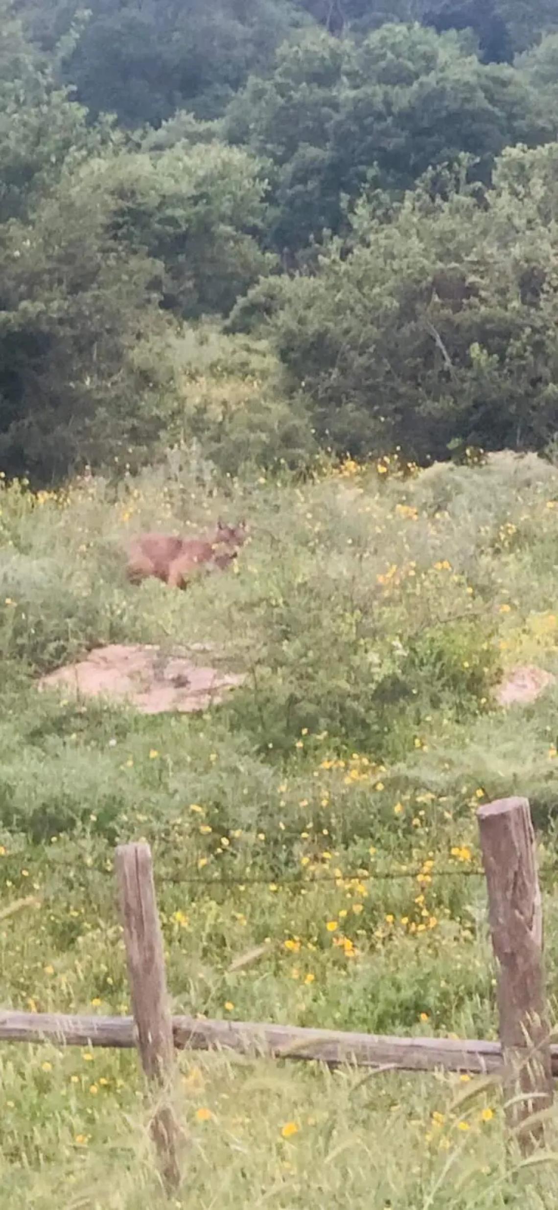 Allarme lupi a Tolfa