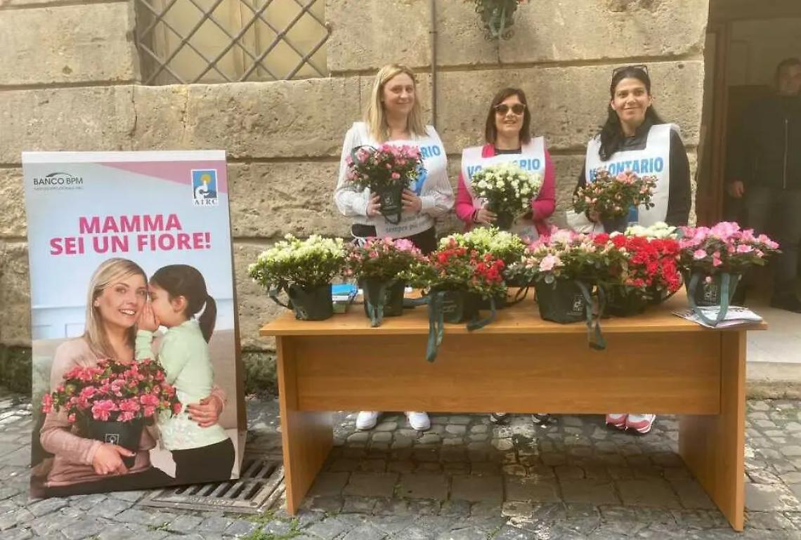 Raccolti dalla Pro loco 1500 euro per l&rsquo;azalea della ricerca dell&rsquo;Airc