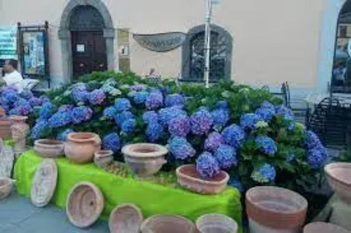 Le ortensie sono pronte a sbocciare