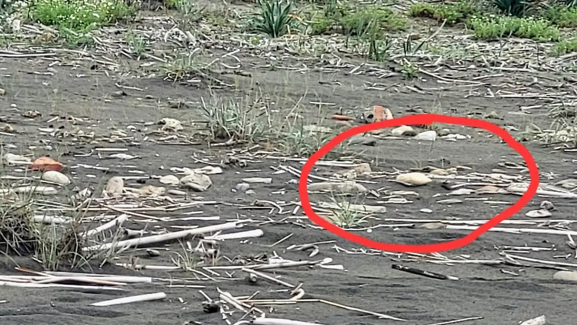 &ldquo;Pap&agrave;&rdquo; abbandona il nido: i baby fratini non ce la fanno