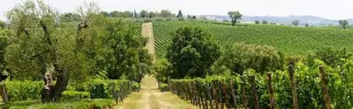 Giorgio Parrano confermato presidente della Cooperativa Doganella