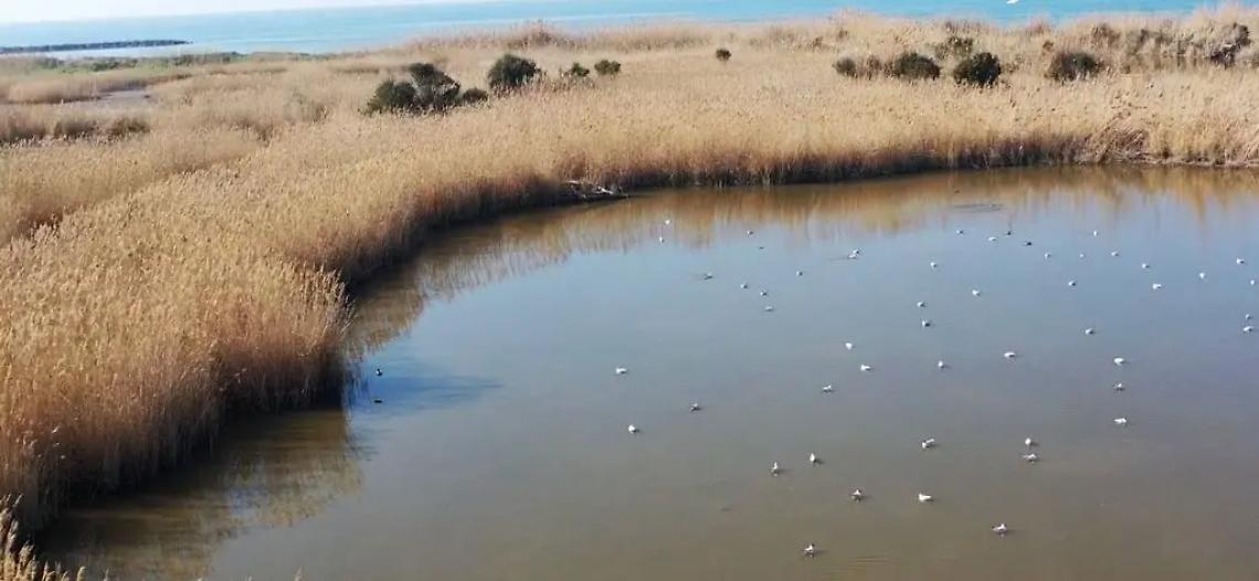 &laquo;Tuteliamo la Palude&raquo;: mille firme raccolte per salvare l&rsquo;oasi