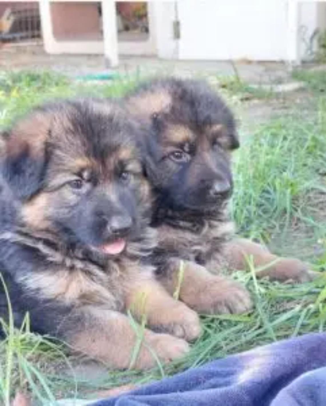 &ldquo;Scrivi, adotta, ama&rdquo;, la Misericordia regala cuccioli di pastore tedesco: un contest per &ldquo;vincere&rdquo; l&rsquo;adozione